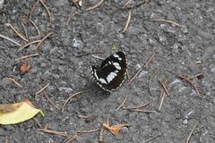 Neptis rivularis