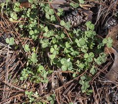 Trifolium repens