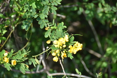 Senna pallida