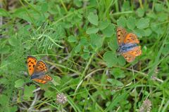 Lycaena alciphron