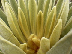 Espeletia