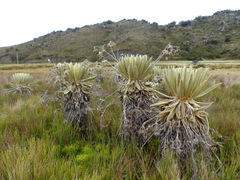 Espeletia