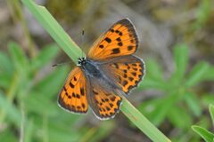 Lycaena alciphron