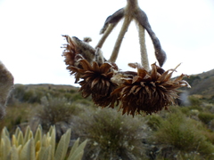 Espeletia