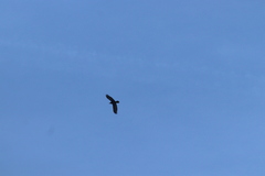 Corvus corax sinuatus