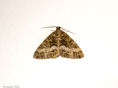 Pseudocoremia lactiflua