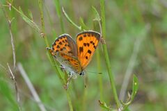 Lycaena alciphron