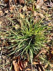 Carex divulsa