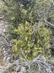 Phoradendron villosum