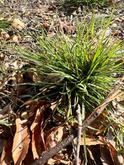 Carex divulsa