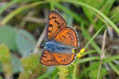 Lycaena alciphron