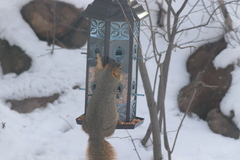 Sciurus niger rufiventer