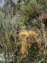 Cuscuta californica