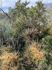 Cuscuta californica