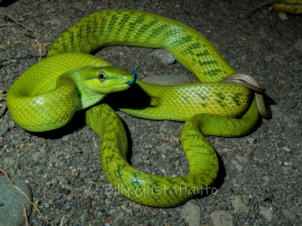 Celebes Black-Tailed Ratsnake