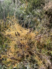 Cuscuta californica