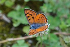 Lycaena alciphron