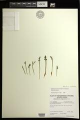 Botrychium minganense