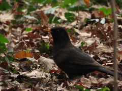 Turdus merula
