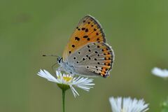 Lycaena alciphron