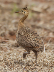 Rhynchotus rufescens