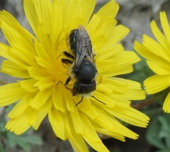 Osmia latreillei