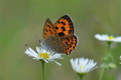 Lycaena alciphron