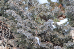 Juniperus communis depressa