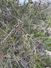 Adenostoma fasciculatum
