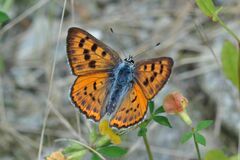 Lycaena alciphron