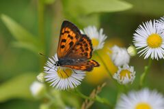 Lycaena alciphron