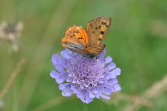 Lycaena alciphron