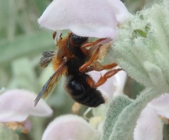 Megachile sicula
