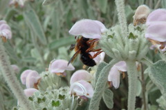 Megachile sicula
