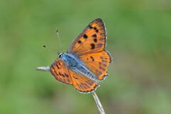Lycaena alciphron