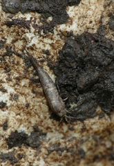 Machilinae