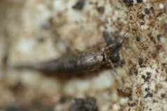 Machilinae
