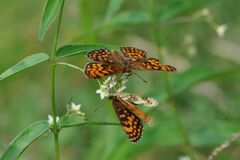 Melitaea celadussa