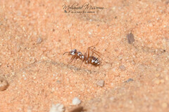 Cataglyphis bombycina