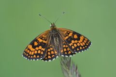 Melitaea celadussa