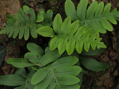 Polypodium