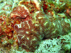 Botryllus