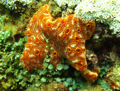 Botryllus