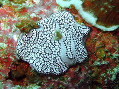 Botryllus