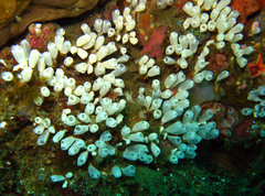 Pycnoclavella