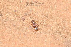 Cataglyphis bombycina