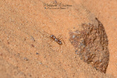 Cataglyphis bombycina