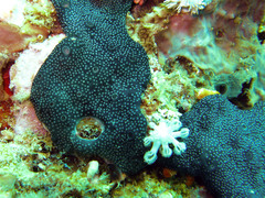 Leptoclinides reticulatus