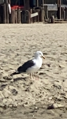 Larus occidentalis