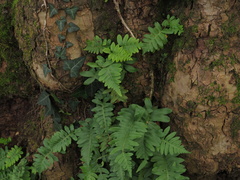 Polypodium